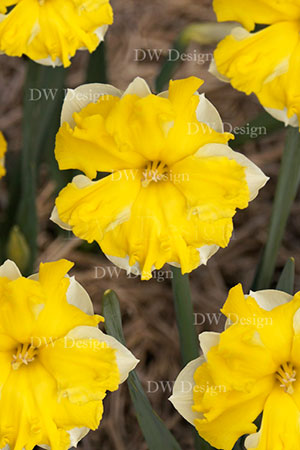 narcissus belcanto